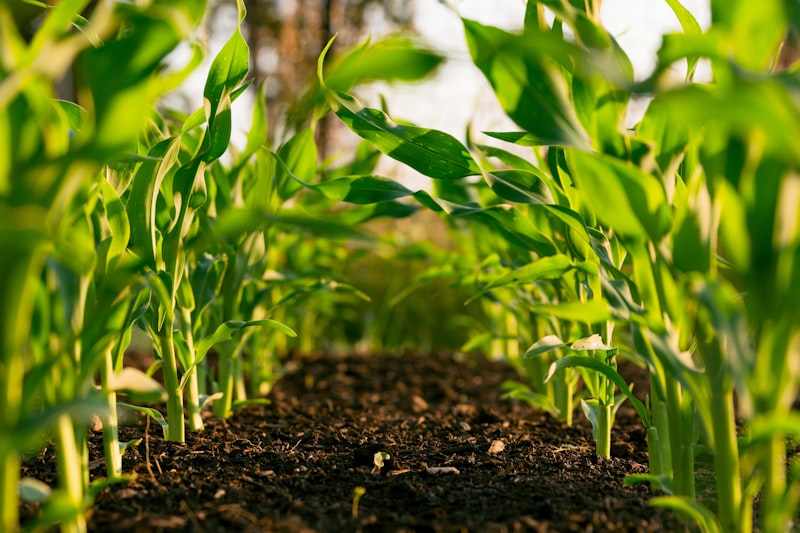 Corn Price LSTM